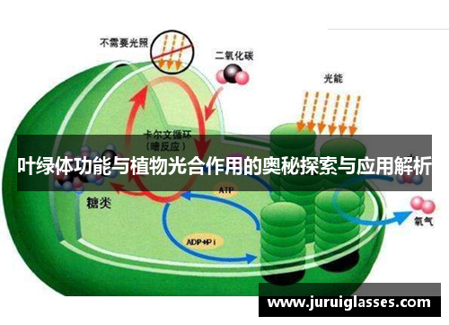 叶绿体功能与植物光合作用的奥秘探索与应用解析 叶绿体功能与植物光合作用的奥秘探索与应用解析